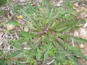 achicoria (chichorium intybus)